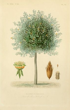 tulipier_de_virginie_-_liriodendron_tulipifera.jpg